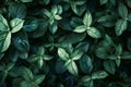 Green foliage abstract pattern background. Dark green moody backdrop for your design with copy space. Eco nature concept Royalty Free Stock Photo