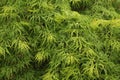 A green foliage of an acer palmatum waterfall Royalty Free Stock Photo