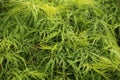 A green foliage of an acer palmatum waterfall Royalty Free Stock Photo