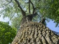 Green foliage against a blue sky, crown of a tree. Old willow bottom view Royalty Free Stock Photo