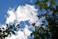 Green foliage against a blue sky and white clouds. Natural horizontal background. Autumn Sunny warm day Royalty Free Stock Photo