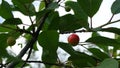 In the green foliage against a cloudy sky, three cherries, one ripe red, two green unripe. Royalty Free Stock Photo