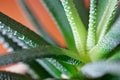 Green foliage of aloe on a coral background. Close-up. Shallow depth of field