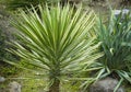 Green Foliage of Aloe Yucca Yucca Aloifolia or Spanish bayonet dagger. Ornamental plant in spring Arboretum Park Southern Cultur