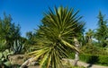 Green Foliage of Aloe Yucca Bordered Yucca Aloifolia Marginata or Spanish bayonet dagger. Ornamental plant with yellow border