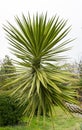 Green Foliage of Aloe Yucca Bordered Yucca Aloifolia Marginata or Spanish bayonet dagger. Ornamental plant with yellow border