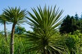 Green Foliage of Aloe Yucca Bordered Yucca Aloifolia Marginata or Spanish bayonet dagger. Ornamental plant with yellow border