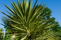 Green Foliage of Aloe Yucca Bordered Yucca Aloifolia Marginata or Spanish bayonet dagger. Ornamental plant with yellow border