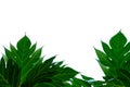 Breadfruit leaves with branches on white isolated background Royalty Free Stock Photo