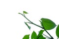 Tropical betel plant leaves on white isolated background Royalty Free Stock Photo