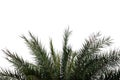 Cycad leaves with branches on white isolated background Royalty Free Stock Photo