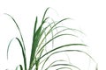 Tropical wild grass leaves on white isolated background