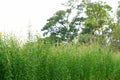 Sunn Hemp flower growing in a garden with tropical trees on white sky background Royalty Free Stock Photo