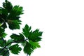 Tropical breadfruit leaves with branches on white isolated background Royalty Free Stock Photo