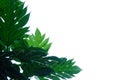 Tropical breadfruit leaves with branches on white isolated background Royalty Free Stock Photo