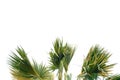 Tropical palm tree leaves with branches on white isolated background Royalty Free Stock Photo