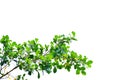 Tropical tree leaves with branches on white isolated background