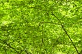Green foliage background