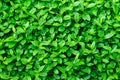 Green foliage background, leaf texture, bush, bright vibrant colors, seamless backdrop template, summer, spring Royalty Free Stock Photo