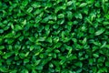 Green foliage background leaf texture bush vibrant vivid green color. Backdrop template Royalty Free Stock Photo