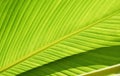 Green foliage background texture of pinnately parallel venation stripes of beautiful Heliconia rauliniana leaf Royalty Free Stock Photo