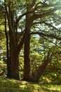 big lebanese cedars Cedrus Libani in remnant cedar forest in Lebanon Royalty Free Stock Photo