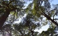 Big lebanese cedars Cedrus Libani in remnant cedar forest in Lebanon Royalty Free Stock Photo