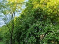 Green foliage with blue sky summer horse chestnuts trees