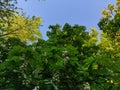 Green foliage with blue sky summer horse chestnuts trees