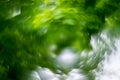 Green foliage bokeh