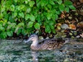 A mallard swims in shallow water off the shores of a mountain lake Royalty Free Stock Photo