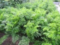 Green foliage of carrots in the garden