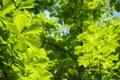 Green foliage on chestnut tree on bright sunny summer day. Green leaves on tree background.