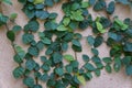 Green foliage of Creeping Fig tropical climbing plant