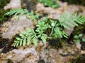 green foliage curly fern plant ,Polypodiopsida Royalty Free Stock Photo