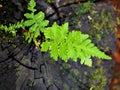 green foliage curly fern plant ,Polypodiopsida Royalty Free Stock Photo