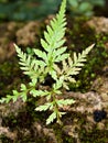 green foliage curly fern plant ,Polypodiopsida Royalty Free Stock Photo