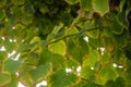 Green foliage and deciduous tree