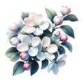 Branch of a blooming apple tree close-up, fragile delicate flowers, spring Awakening of nature. Royalty Free Stock Photo