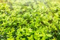 Green foliage with drops of water after rain Royalty Free Stock Photo