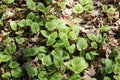 Green foliage of false lily of the valley Maianthemum bifolium plant in forest