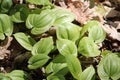 Green foliage of false lily of the valley Maianthemum bifolium plant in forest Royalty Free Stock Photo