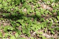 Green foliage of false lily of the valley Maianthemum bifolium plant in forest Royalty Free Stock Photo