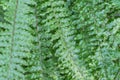 Green foliage fern nephrolepis exaltata in greenhouse. Lush leafs boston. Royalty Free Stock Photo
