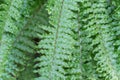 Green foliage fern nephrolepis exaltata in greenhouse. Lush leafs boston. Royalty Free Stock Photo