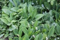 Green foliage of flowering Lily of the valley Convallaria majalis and Common lungwort Pulmonaria officinalis plants in garden Royalty Free Stock Photo