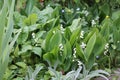 Green foliage of flowering Lily of the valley Convallaria majalis and Common lungwort Pulmonaria officinalis plants in garden Royalty Free Stock Photo