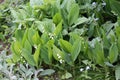 Green foliage of flowering Lily of the valley Convallaria majalis and Common lungwort Pulmonaria officinalis plants in garden Royalty Free Stock Photo