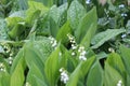 Green foliage of flowering Lily of the valley Convallaria majalis and Common lungwort Pulmonaria officinalis plants in garden Royalty Free Stock Photo