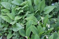 Green foliage of flowering Lily of the valley Convallaria majalis and Common lungwort Pulmonaria officinalis plants in garden Royalty Free Stock Photo